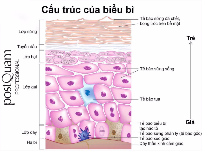 Tìm hiểu về da