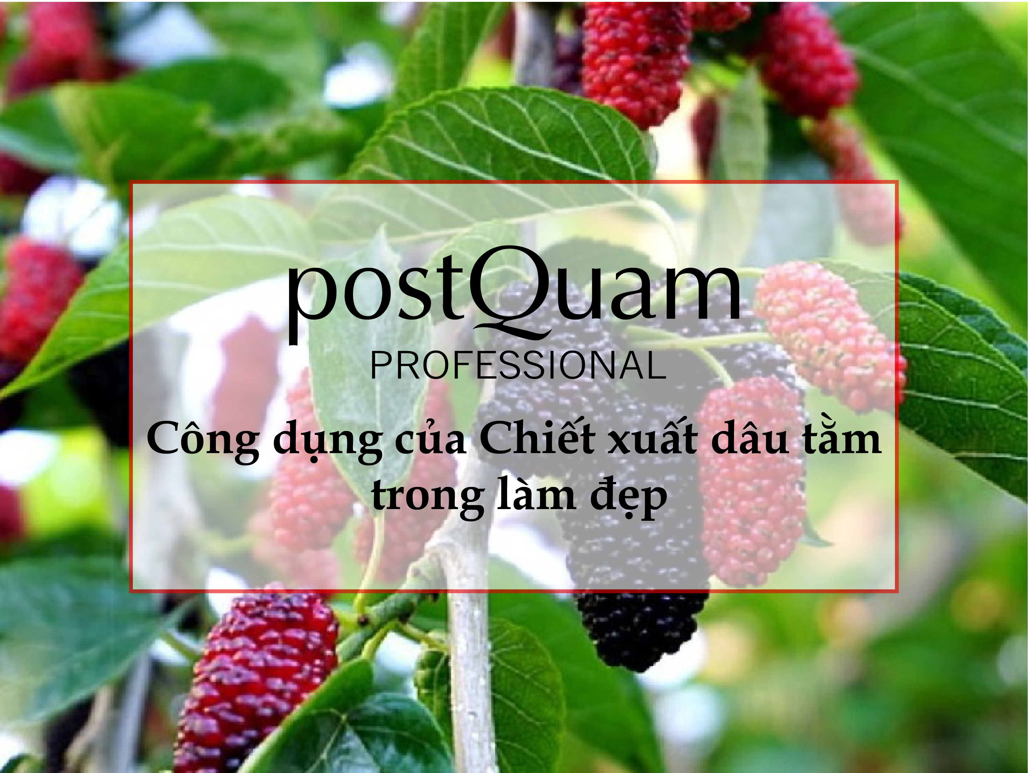 Công dụng của chiết xuất dâu tằm trong làm đẹp